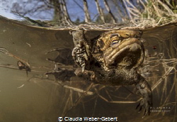 male toad in springtime by Claudia Weber-Gebert 